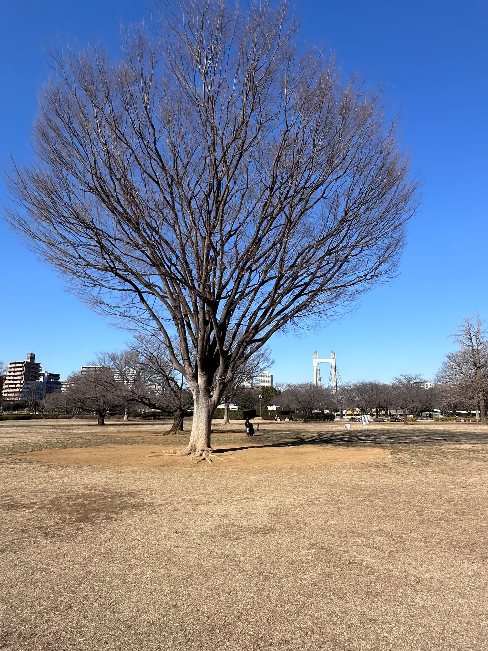 A large tree in Kiba Park. To the right of the tree is a space where a bench used to be.